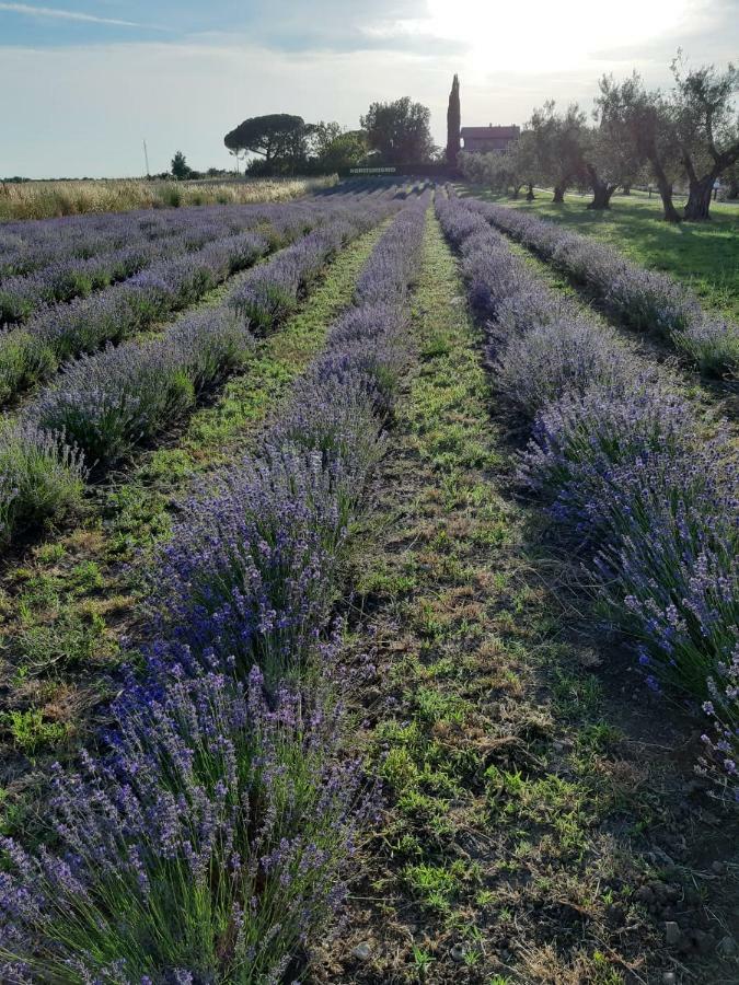 Tenuta Di Pontesodo Montalto di Castro Εξωτερικό φωτογραφία
