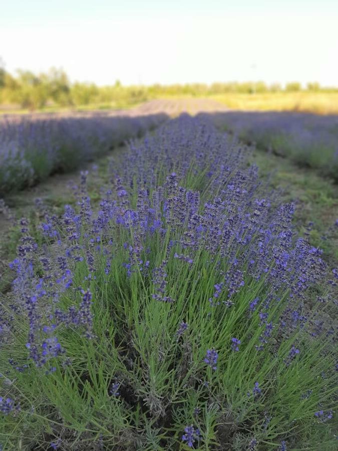Tenuta Di Pontesodo Montalto di Castro Εξωτερικό φωτογραφία
